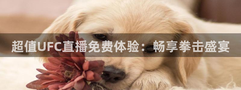 360雨燕直播篮球：超值UFC直播免费体验：畅享拳击盛宴